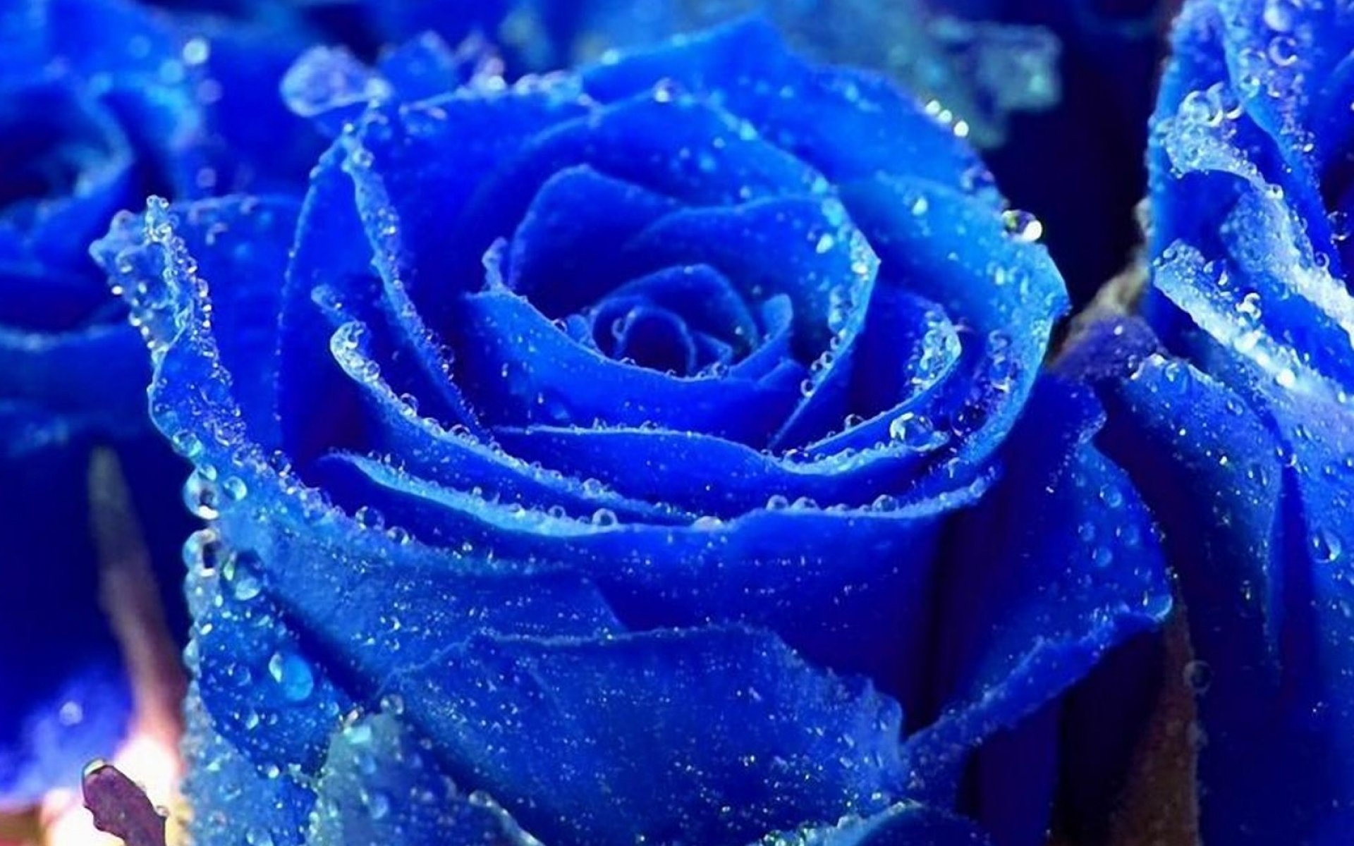 rose, Flowers, Flower, Roses, Bokeh, Landscape, Nature, Garden Wallpaper