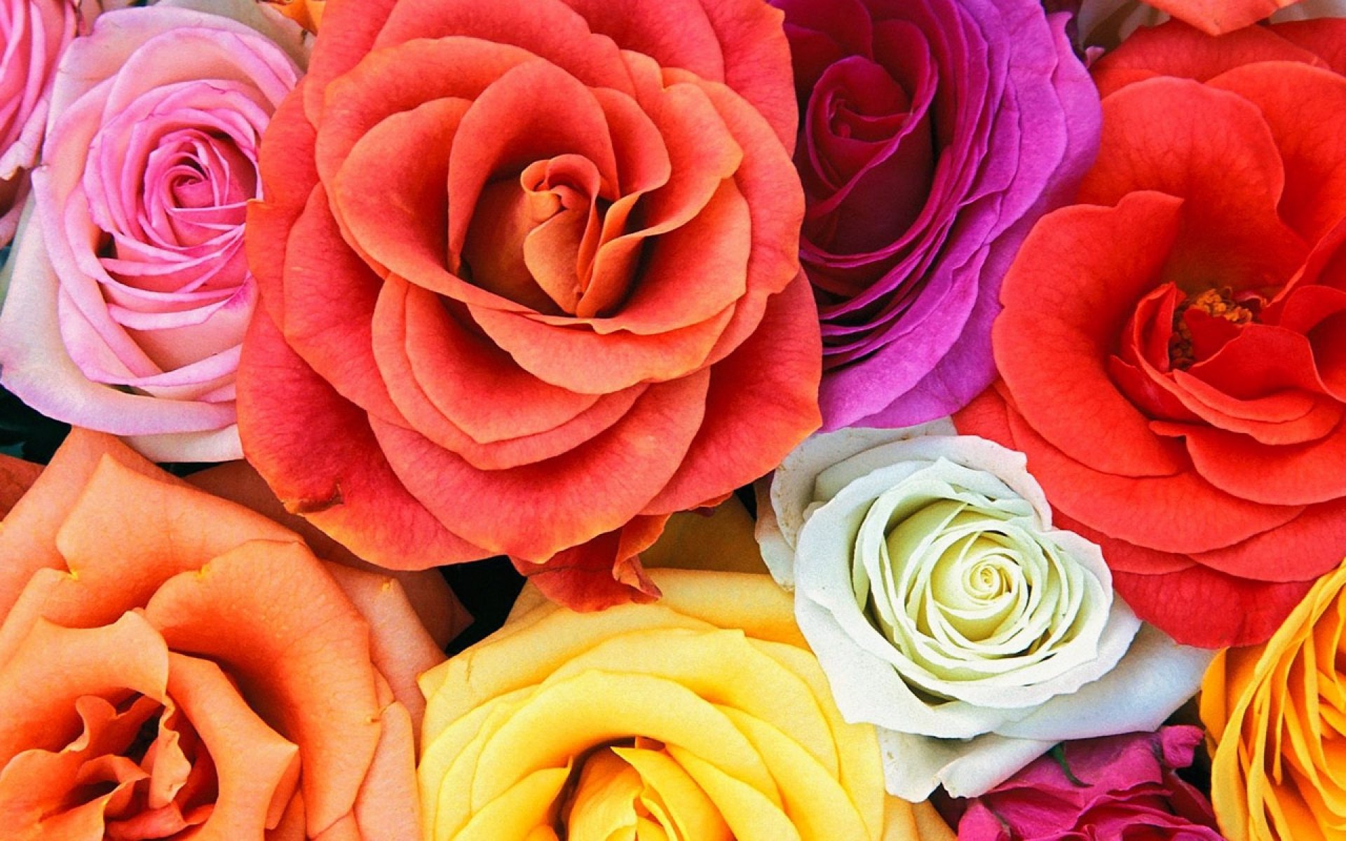 rose, Flowers, Flower, Roses, Bokeh, Landscape, Nature, Garden Wallpaper