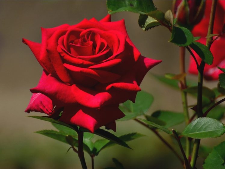 Rose Flowers Flower Roses Bokeh Landscape Nature Garden Wallpapers Hd Desktop And Mobile Backgrounds