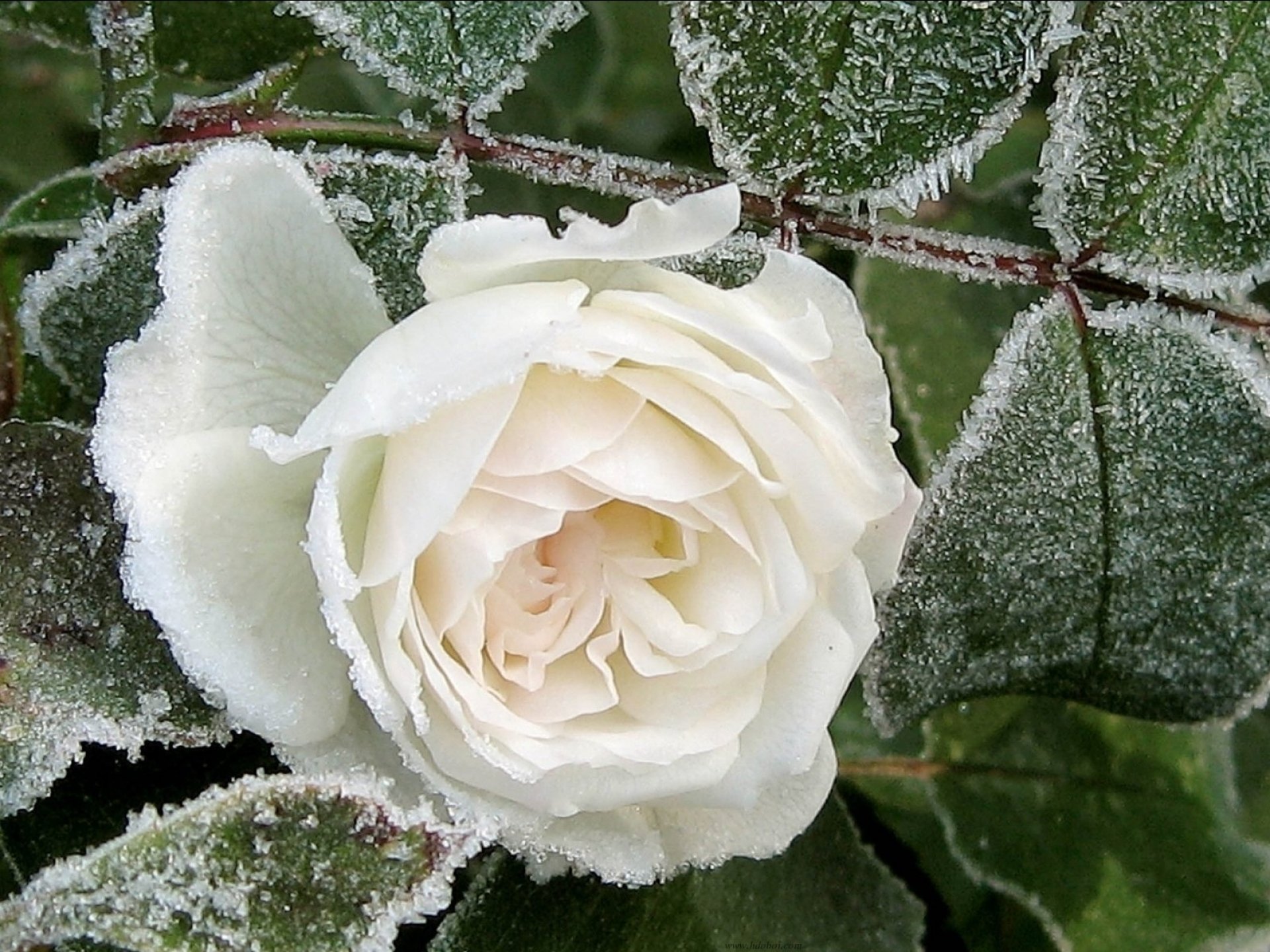 rose, Flowers, Flower, Roses, Bokeh, Landscape, Nature, Garden Wallpaper