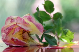rose, Flowers, Flower, Roses, Bokeh, Landscape, Nature, Garden
