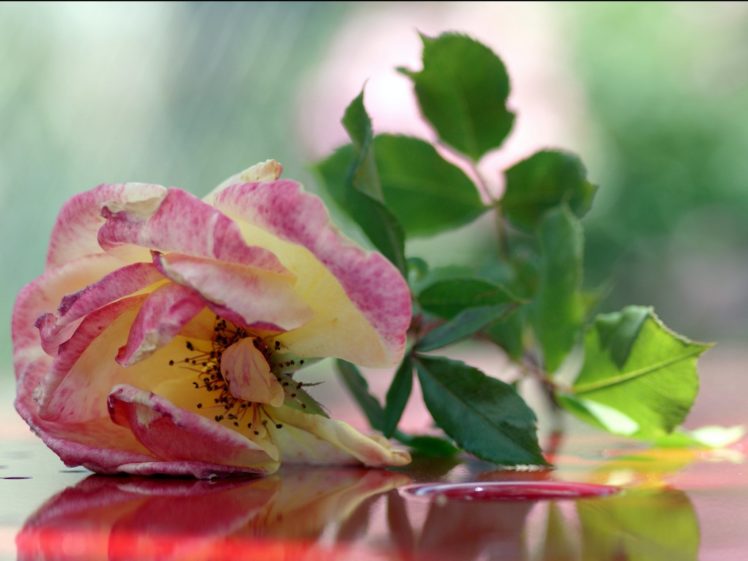 rose, Flowers, Flower, Roses, Bokeh, Landscape, Nature, Garden HD Wallpaper Desktop Background