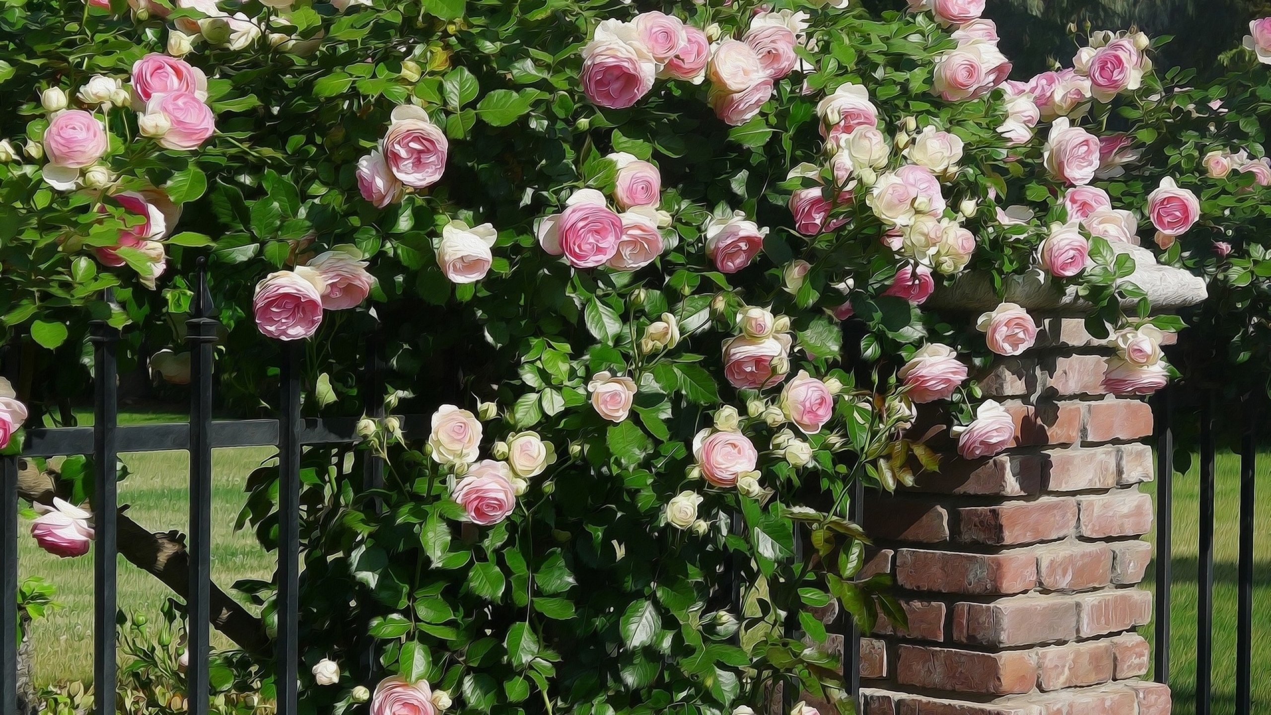 rose, Flowers, Flower, Roses, Bokeh, Landscape, Nature, Garden Wallpaper