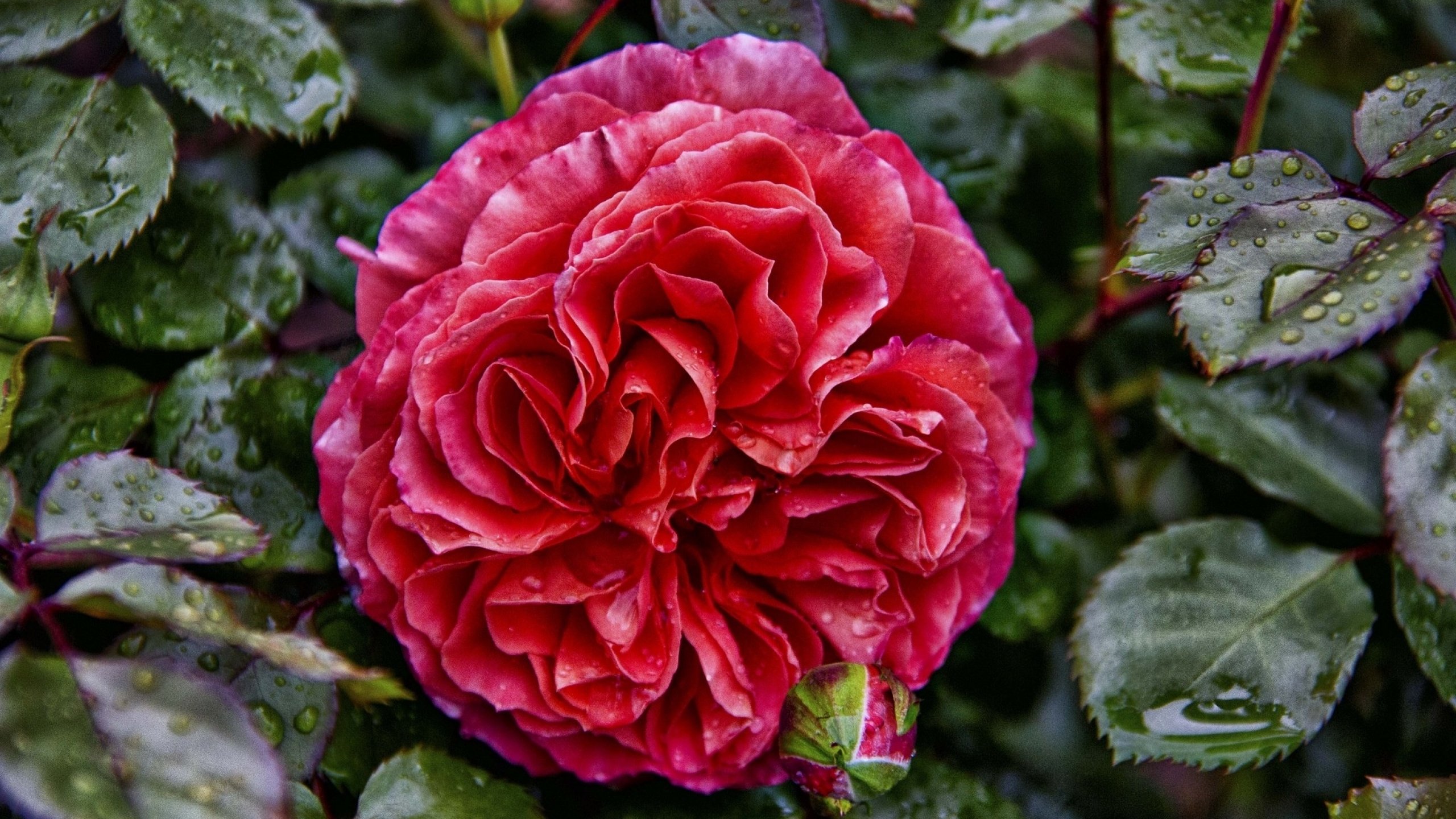 rose, Flowers, Flower, Roses, Bokeh, Landscape, Nature, Garden Wallpaper