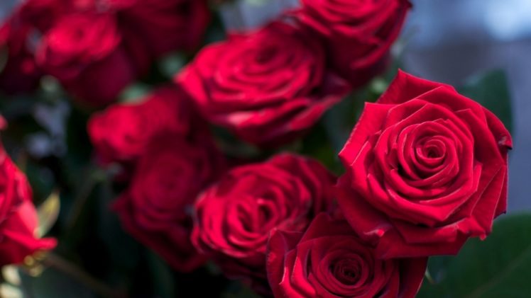 rose, Flowers, Flower, Roses, Bokeh, Landscape, Nature, Garden HD Wallpaper Desktop Background