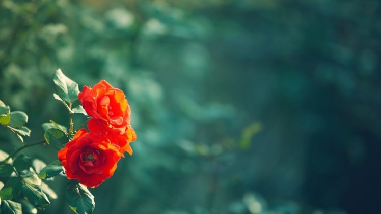 rose, Flowers, Flower, Roses, Bokeh, Landscape, Nature, Garden Wallpapers  HD / Desktop and Mobile Backgrounds