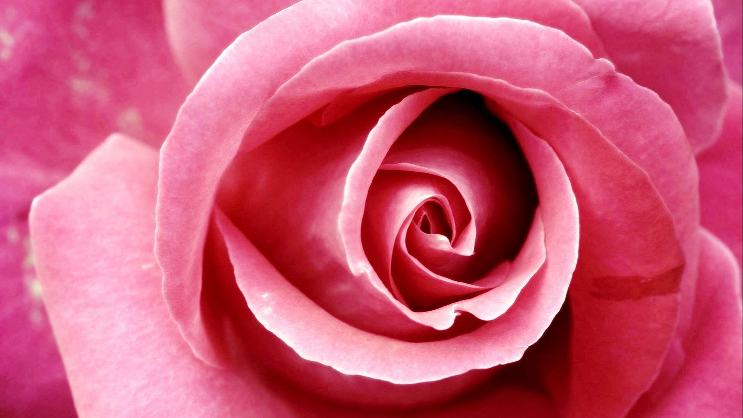 Обои розочки. Розовые розы. Розы обои. Шикарные розовые розы.