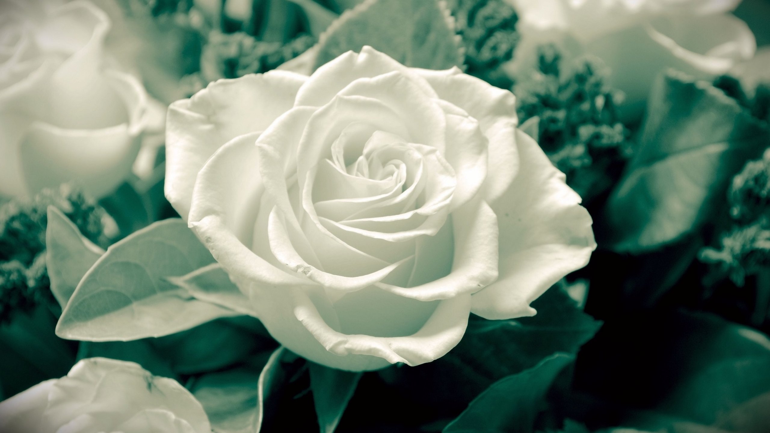 rose, Flowers, Flower, Roses, Bokeh, Landscape, Nature, Garden Wallpaper