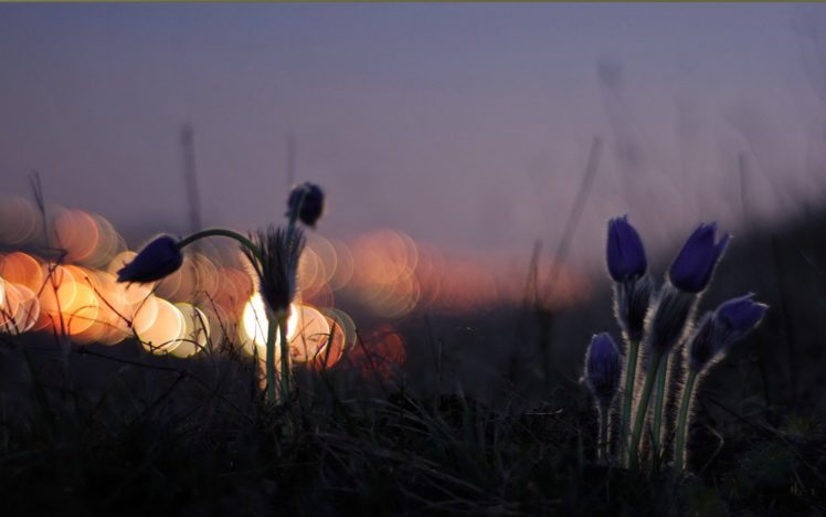 lavender, Flowers HD Wallpaper Desktop Background