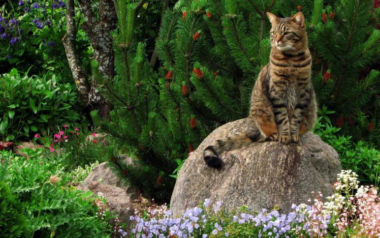 cat, Flower, Animal, Nature, Cute HD Wallpaper Desktop Background