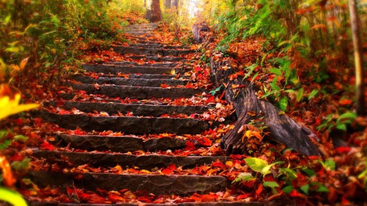 nature, Leafs, Autumn, Beauty, Landscape HD Wallpaper Desktop Background