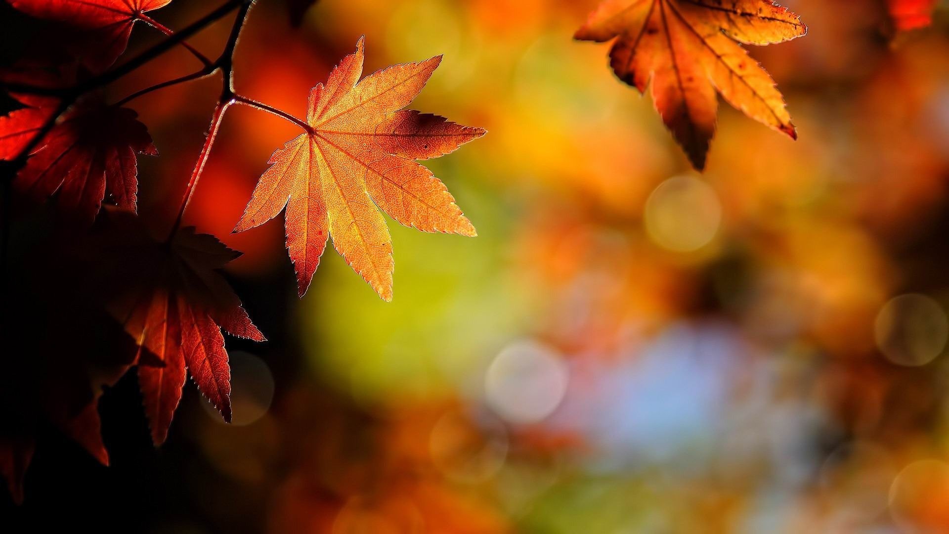 nature, Leafs, Autumn, Beauty, Landscape Wallpaper
