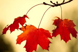 red oak leaves