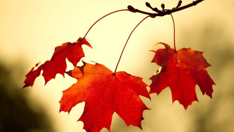 red oak leaves HD Wallpaper Desktop Background