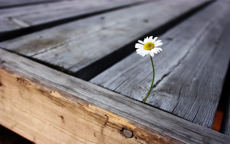 flower, Daisy, Wood HD Wallpaper Desktop Background