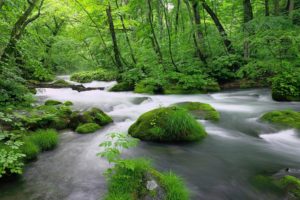 beauty, Nature, River, Forest, Tree