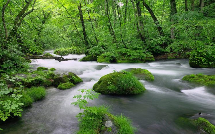 beauty, Nature, River, Forest, Tree HD Wallpaper Desktop Background