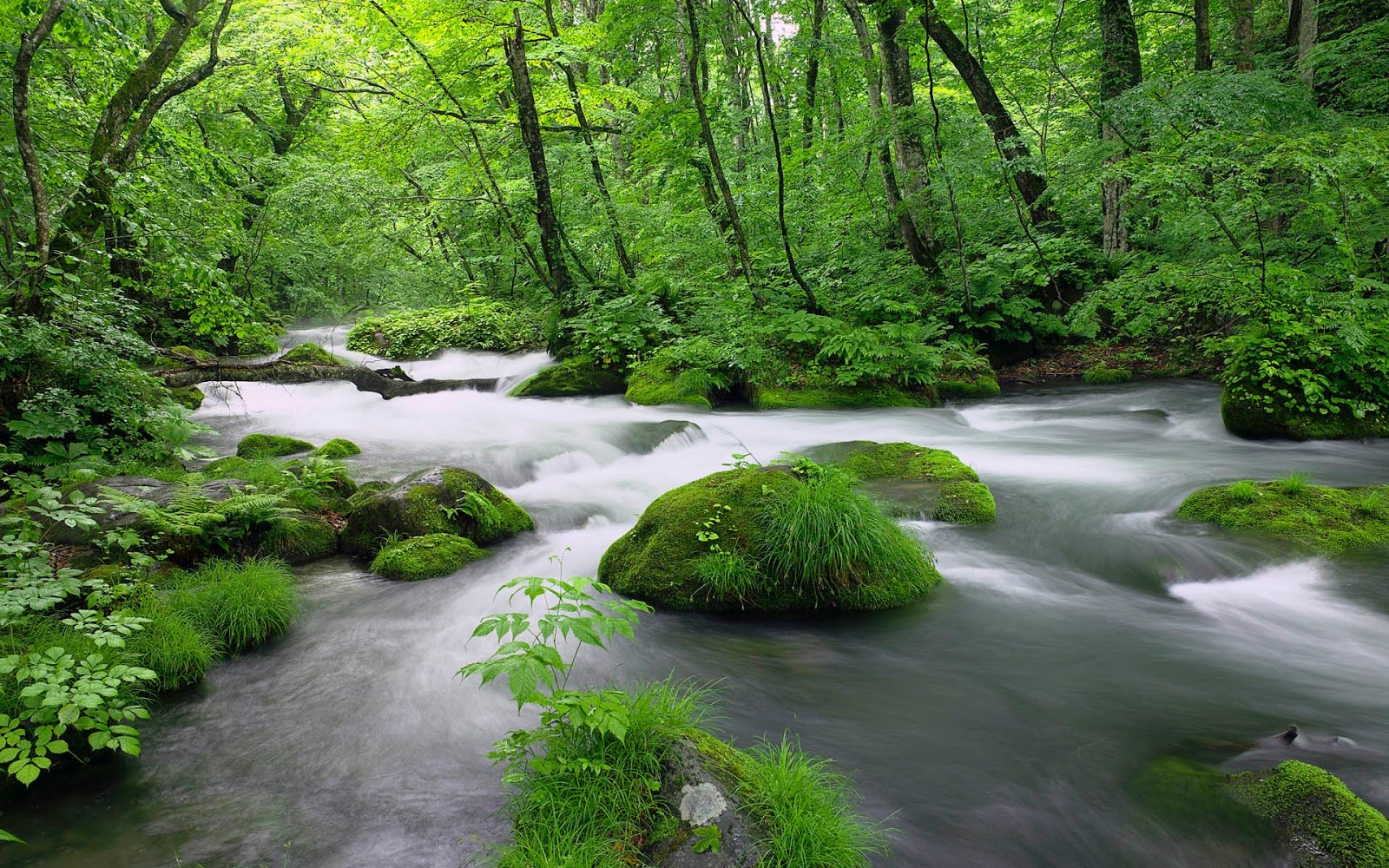 beauty, Nature, River, Forest, Tree Wallpaper