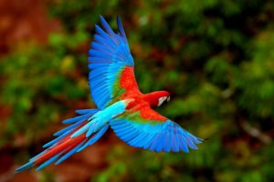 parrot, Beautiful, Bird, Colors