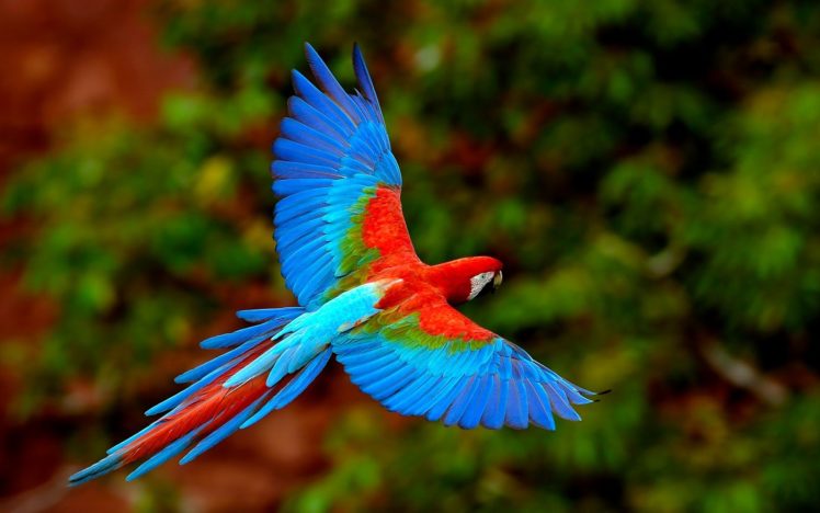 parrot, Beautiful, Bird, Colors HD Wallpaper Desktop Background