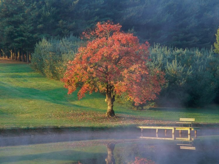 tree, Lake, Nature, Beauty HD Wallpaper Desktop Background