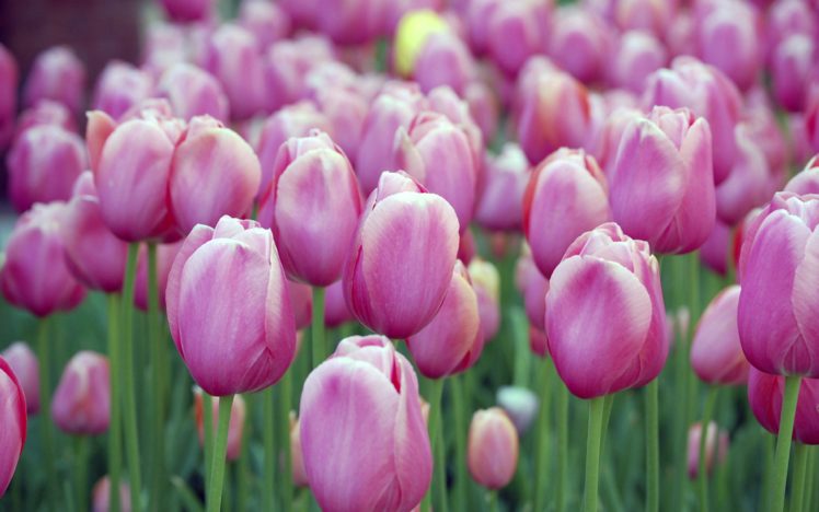 pink, Tulips HD Wallpaper Desktop Background