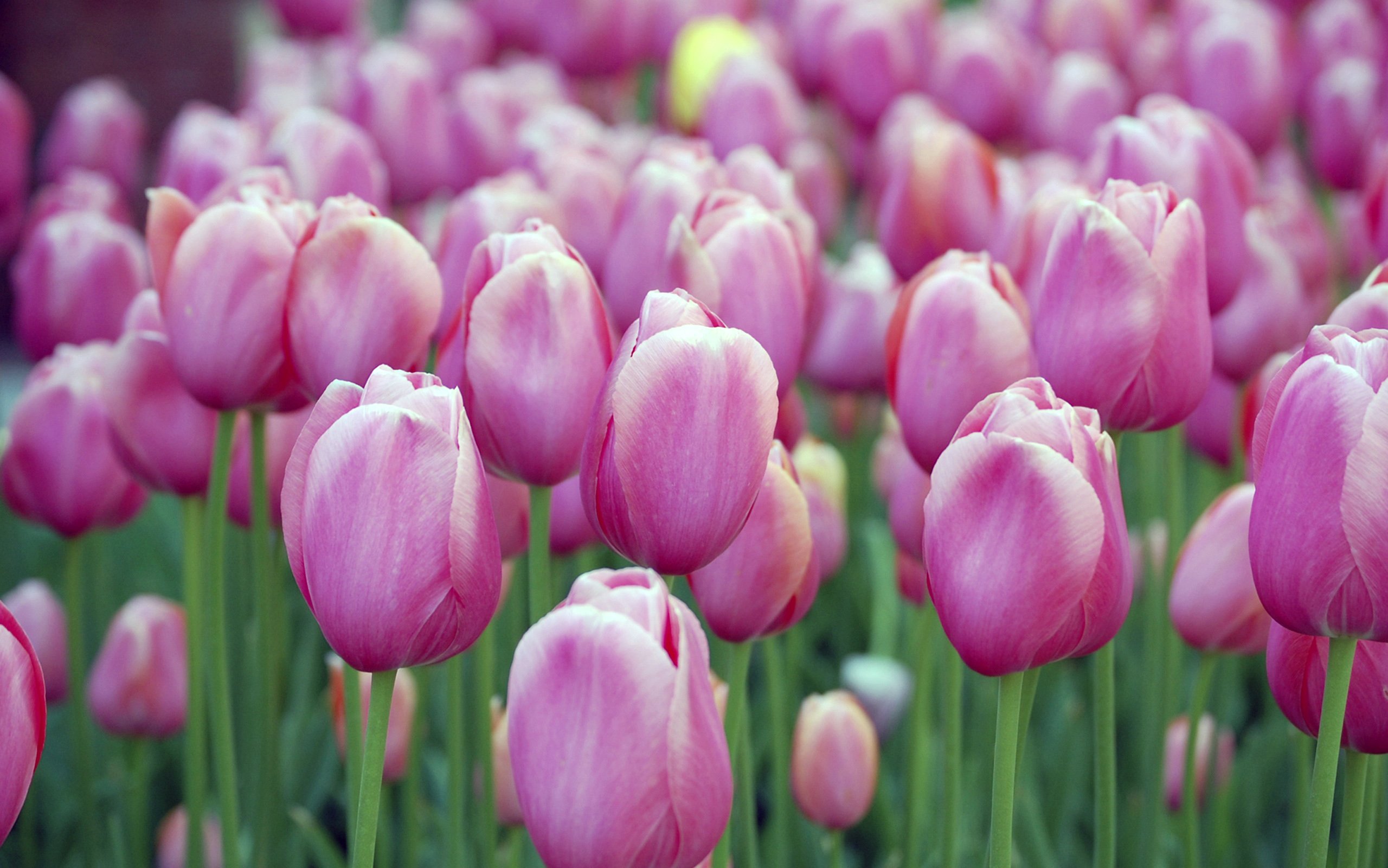 pink, Tulips Wallpaper