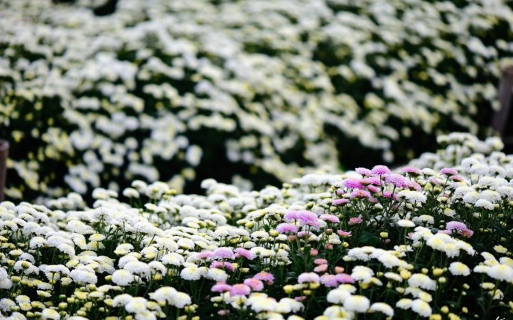 flowers, Chrysanthemums, Plantation HD Wallpaper Desktop Background