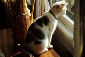 cute, Cat, Look, Window