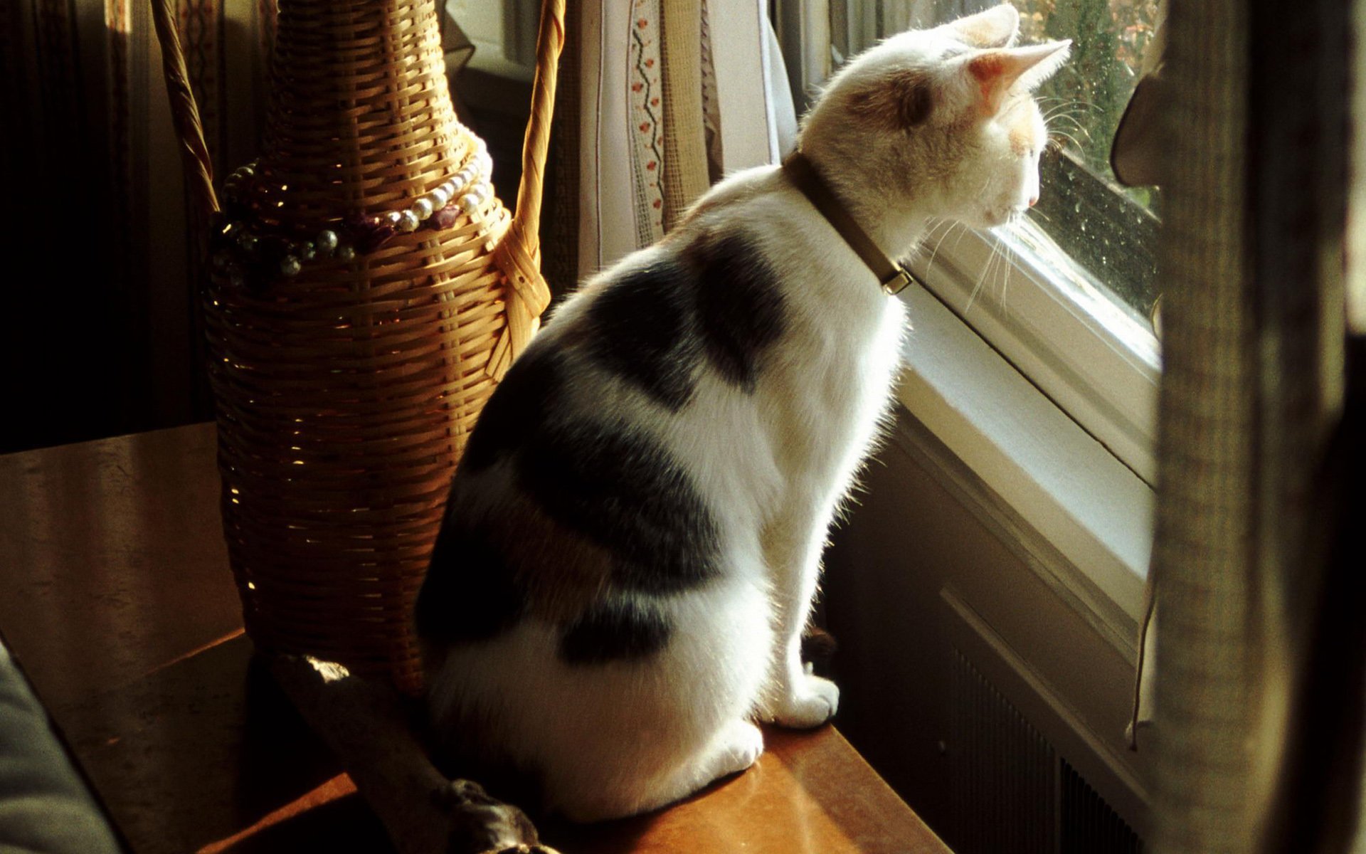 cute, Cat, Look, Window Wallpaper