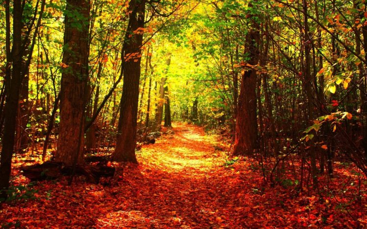 orange leaf , Nature, Tree, Forest, Autumn, Fall HD Wallpaper Desktop Background