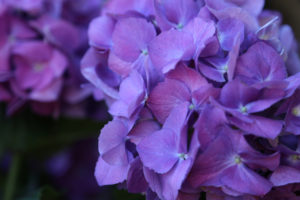 flowers, Macro, Purple