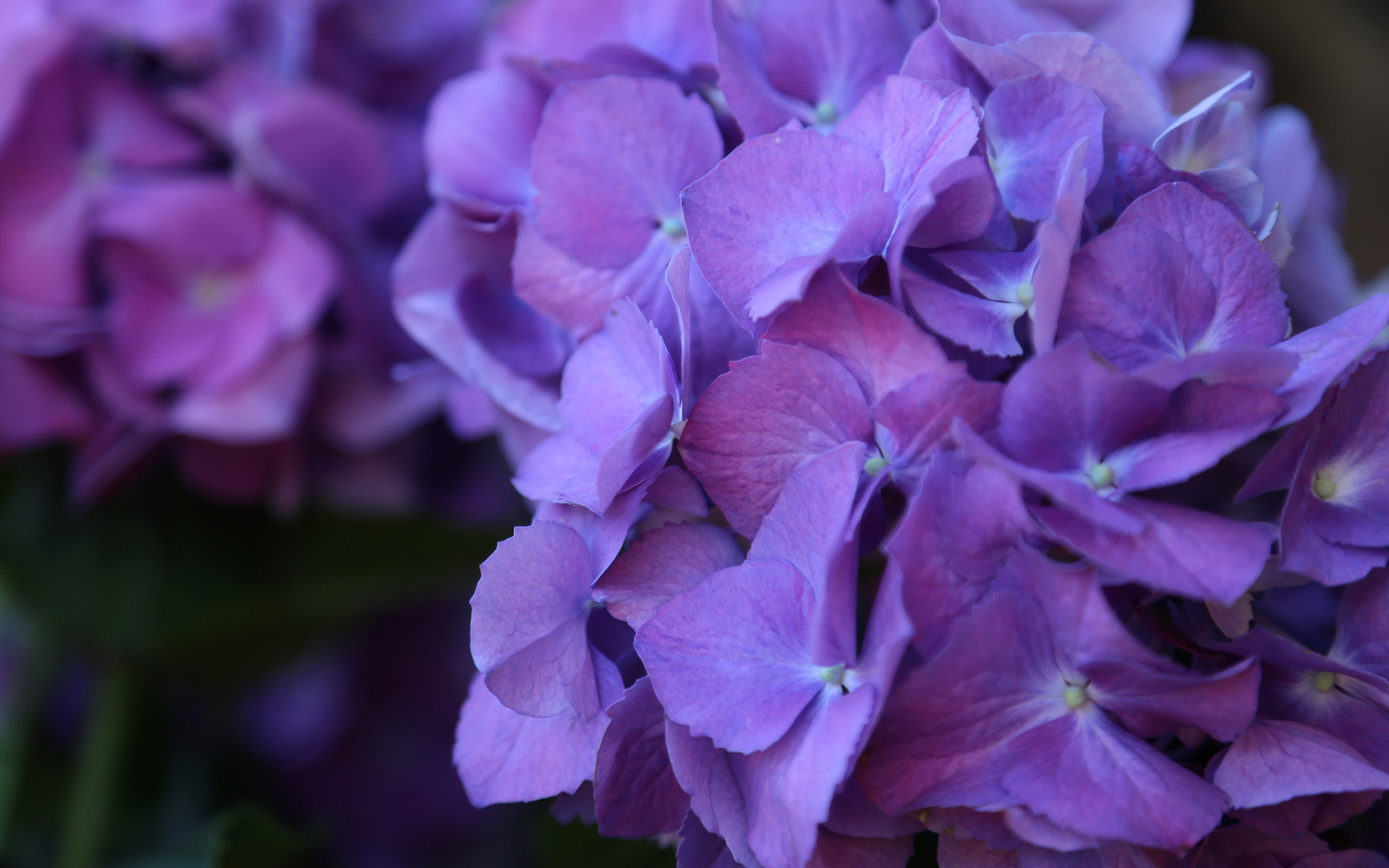 flowers, Macro, Purple Wallpaper