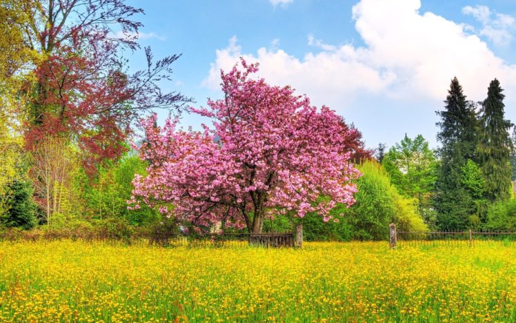 flower, Tree, Summer, Beauty HD Wallpaper Desktop Background