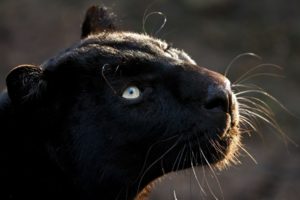 black, Jaguar