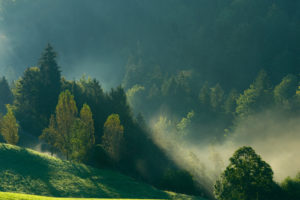 morning, Mountains, Nature, Forest, Mist