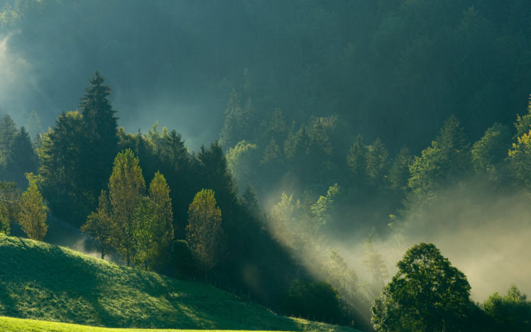 morning, Mountains, Nature, Forest, Mist HD Wallpaper Desktop Background