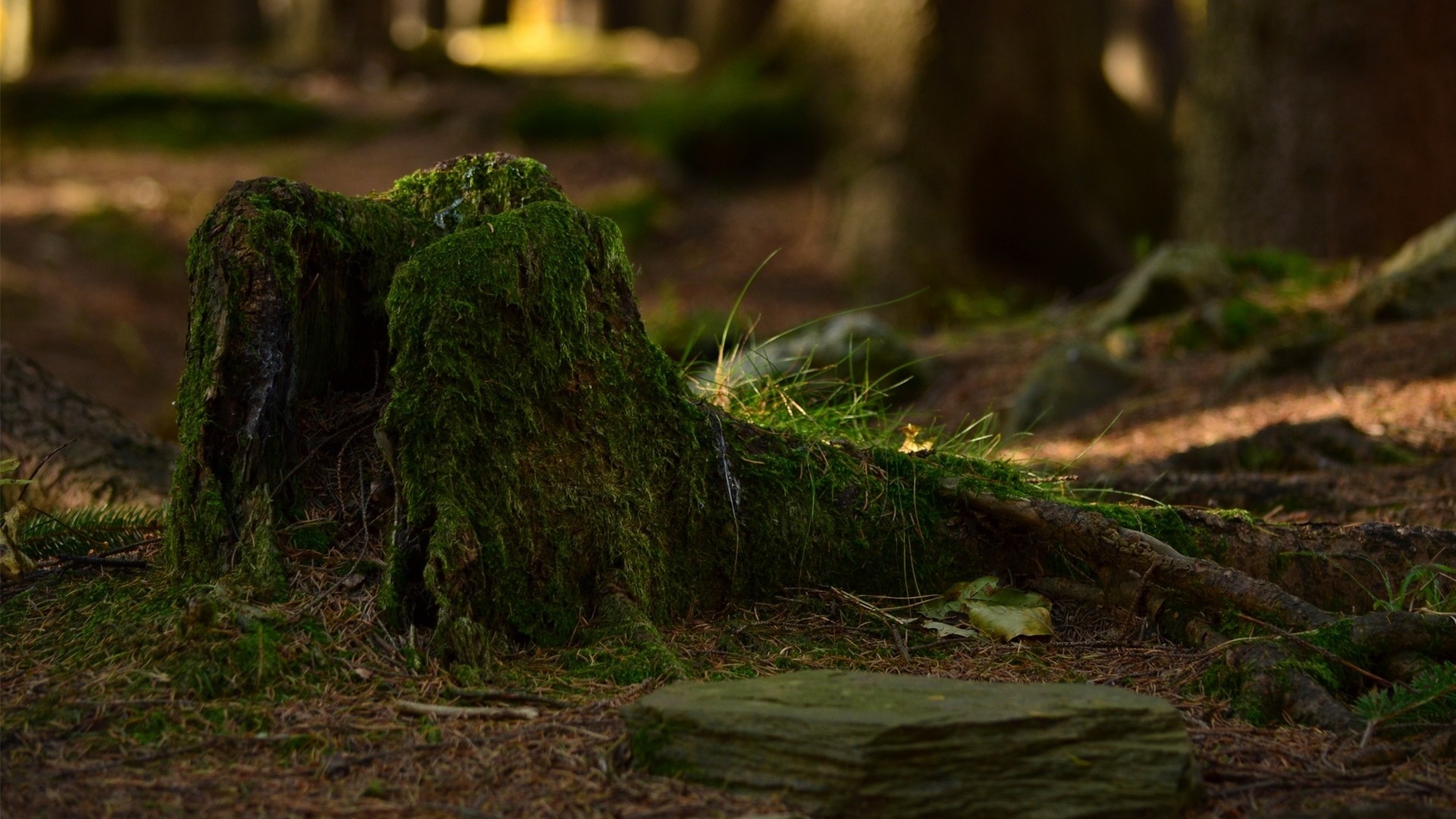 moss, Forest Wallpaper