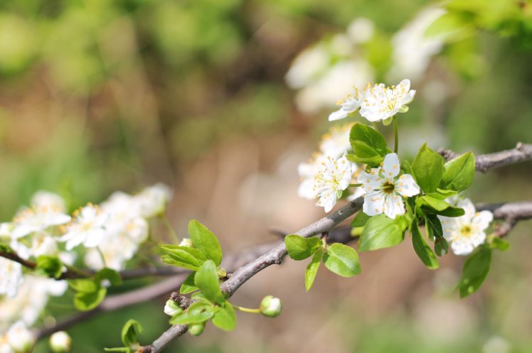 cherry plum, Tree, Spring, Flowers, Blossom HD Wallpaper Desktop Background
