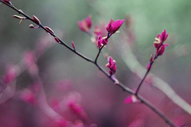 trees, Spring, Unreal, Surrealistic HD Wallpaper Desktop Background