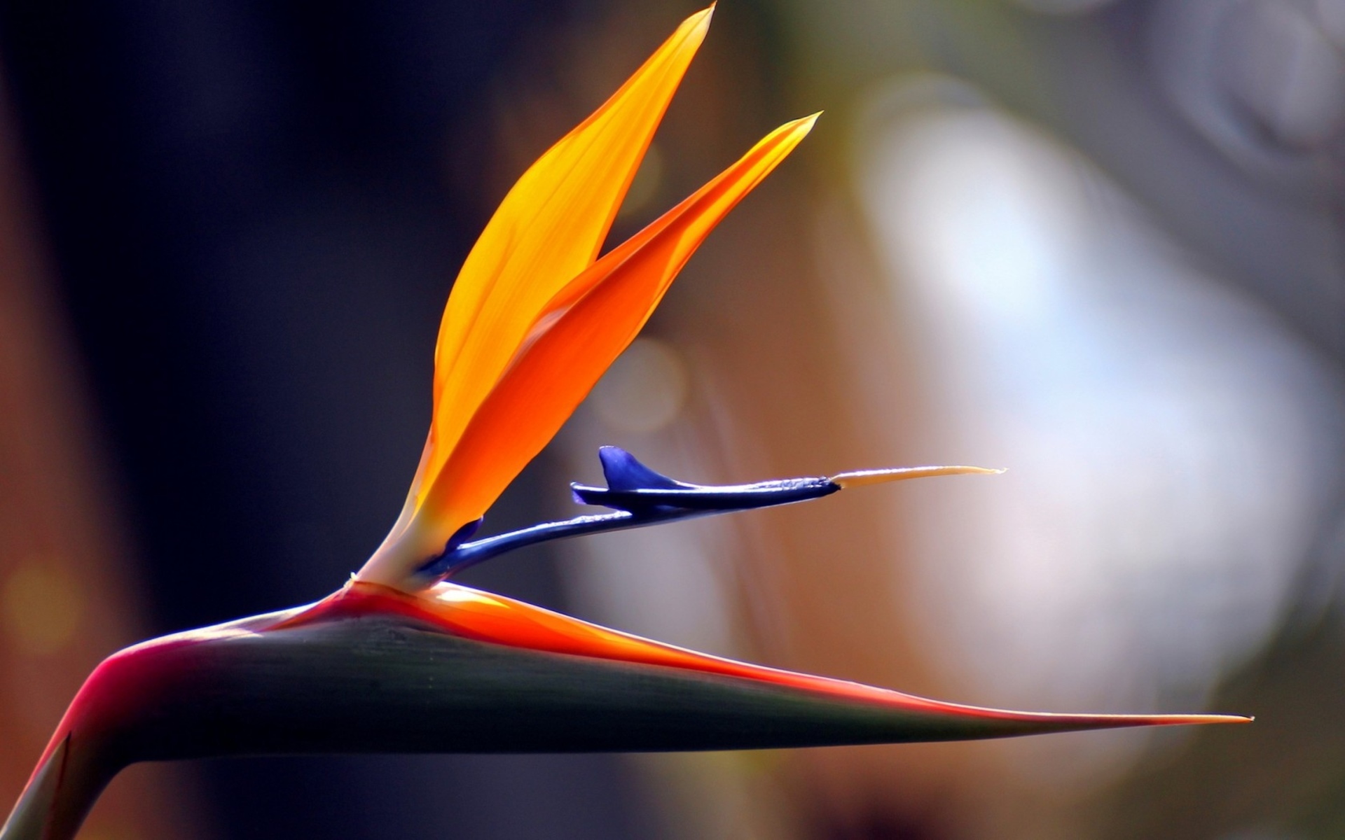 paradise, Flower, Tropical Wallpaper