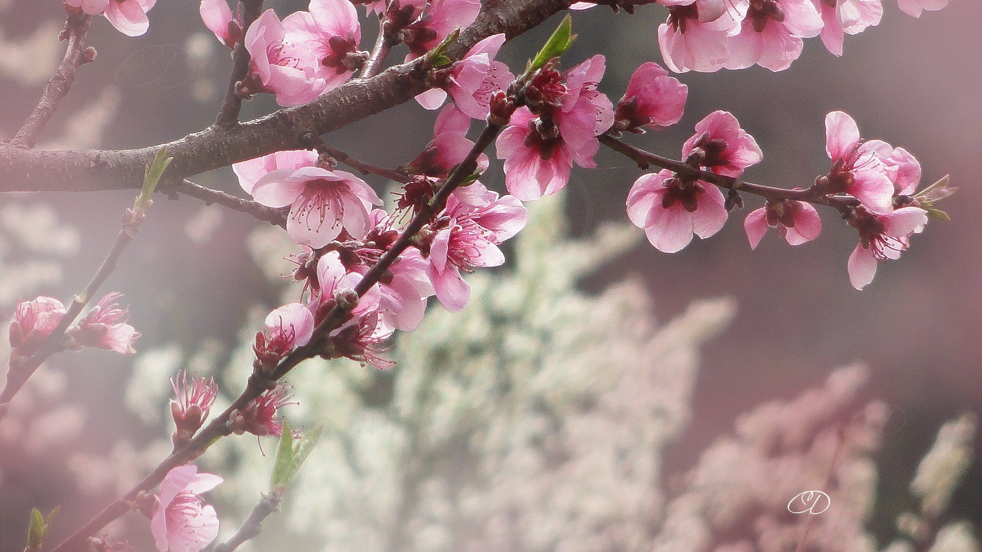 branches cherry blossoms flowers nature Wallpaper