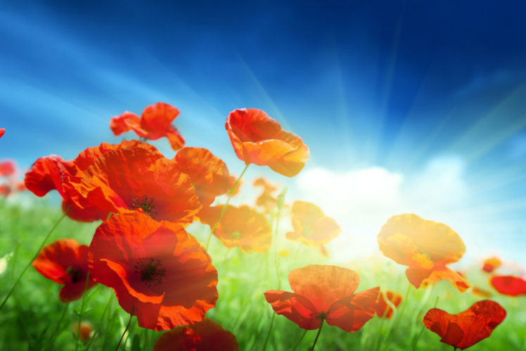 poppies, Sky, Red, Flowers HD Wallpaper Desktop Background