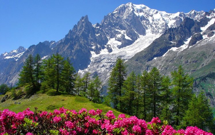 nature, Snowy, Mountain, Snow, Flower HD Wallpaper Desktop Background