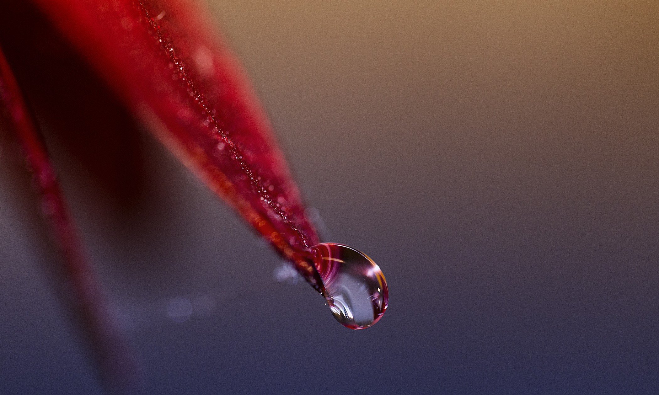 macro, Red, Leaf, Nature Wallpaper