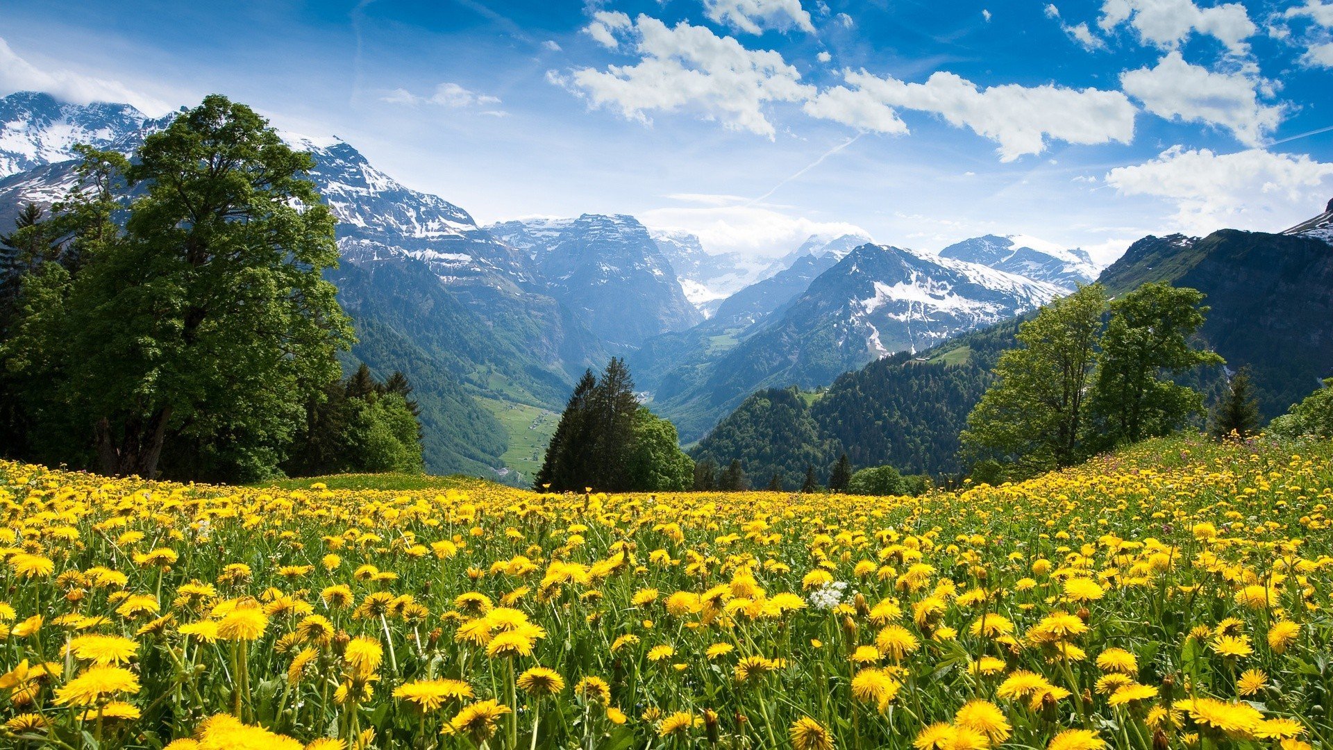 alps flowers mountains yellow flowers Wallpaper