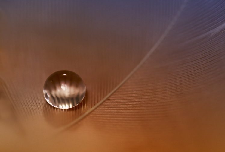 macro water drop feather HD Wallpaper Desktop Background