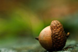 acorns macro nuts