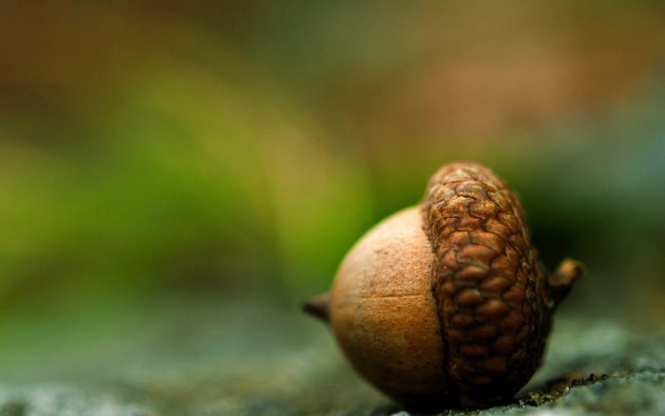 acorns macro nuts HD Wallpaper Desktop Background