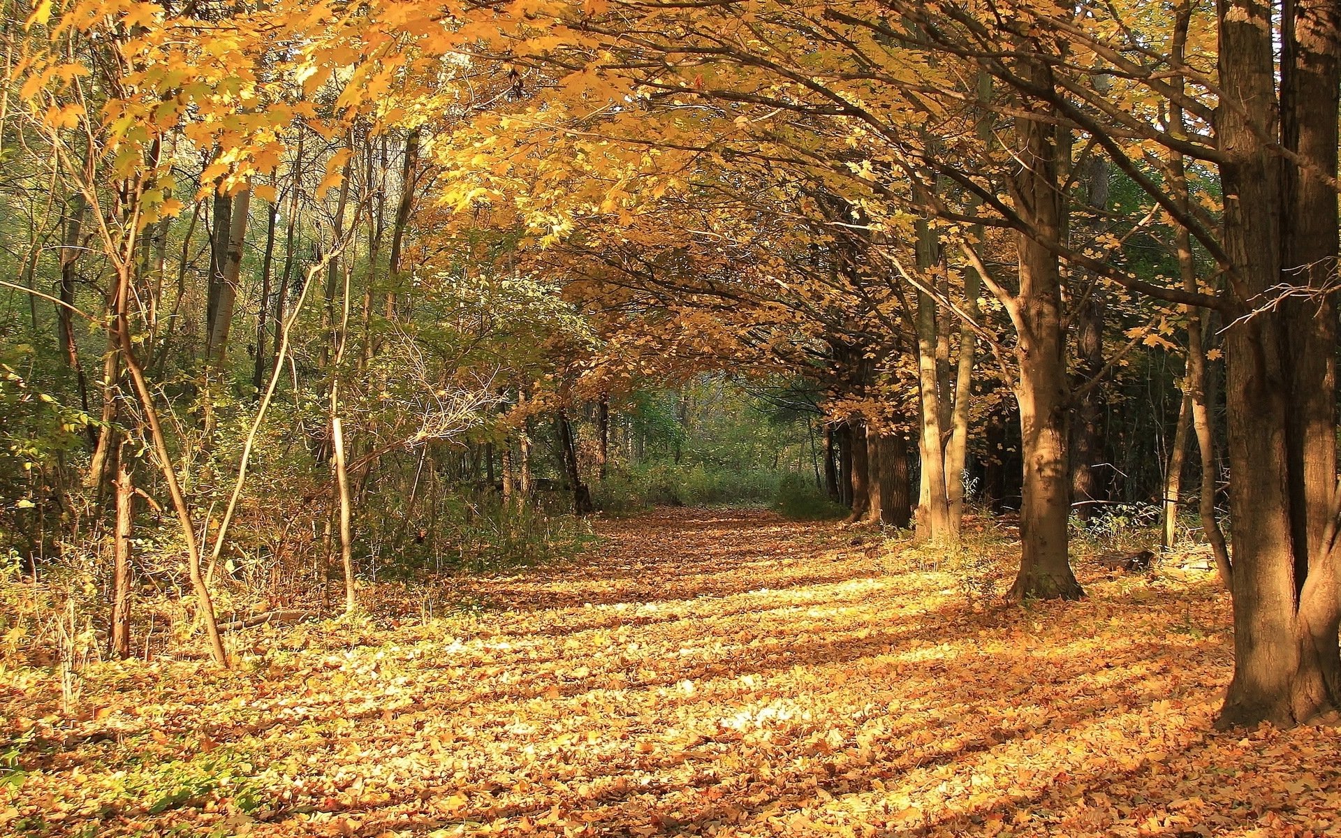 autumn forest Wallpaper